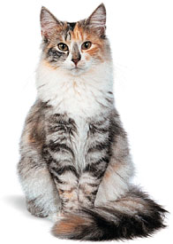 maine coon cat